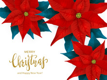 Red Christmas Poinsettia With Blue Leaves On White Background