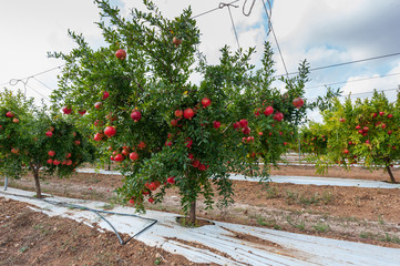 Pomegranates cultivation in South Apulia