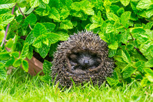 Hedgehog, Juvenile Hedgehog Curled Into A Ball Beneath Green Mint Herbs In A Plant Pot. Horizontal.  Space For Copy