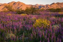 Wildflowers In The Desert Of Joshua Tree National Park With Mountains