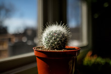 A Small, Potted Cactus Sits In A Sunny Window