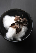 Fresh Picked Cotton Bud In Bowl