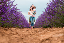 Happy Family Walking Among Lavender Fields In The Summer
