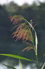 Wall Mural - Reed feather