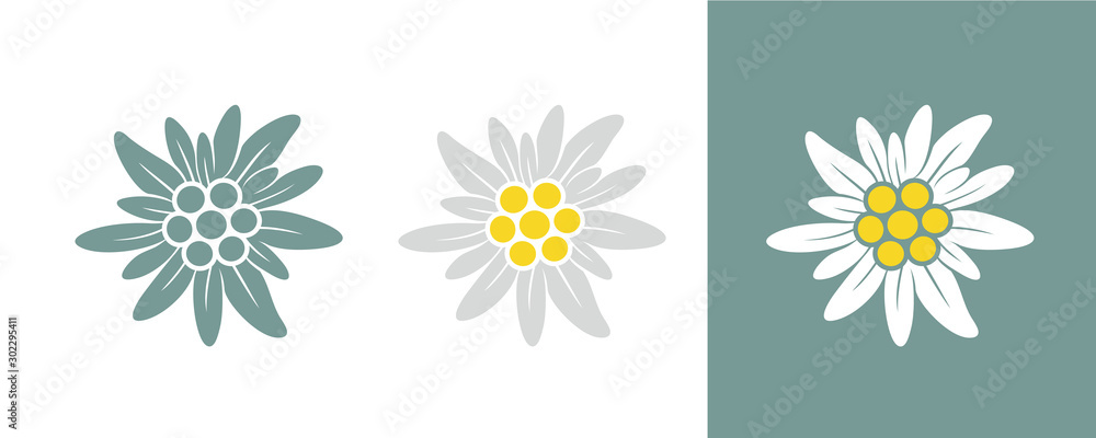 Edelweiss logo. Isolated edelweiss on white background - obrazy, fototapety, plakaty 