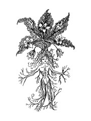 Mythical mandrake plant in vintage style. Fantasy magic flower, ingredient for witchcraft. Hand drawn engraved old retro sketch. Vector illustration.