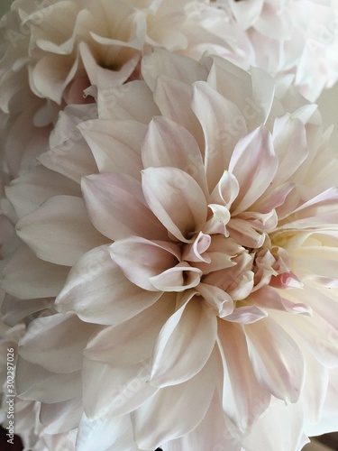 Plakat makro - duże kwiaty  bialy-kwiat