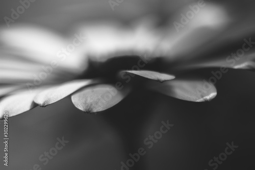 flower xray