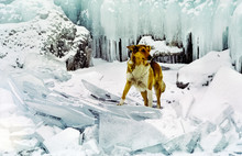Sheepdog Among Ice And Snow