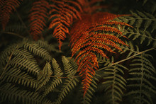 Wild Fresh Green And Wilted Orange Huge Leaves On Stems Of Lush Ferns In Dense Forest During Autumn Sunny Day