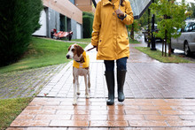 Crop Unrecognizable Woman In Yellow Jacket With Hood And Rubber Boots Walking With English Pointer In Yellow Cloak On Leash In Rainy Day In Street