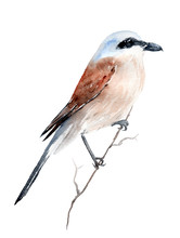 Watercolor Drawing Of A Bird - Shrike, Zhulan On A Branch Lanius Collurio