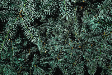 Wall Mural - Christmas fir tree branches background.  Holiday wallpaper with Green tree spruce .