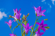 Flowering Spreading Bellflower Detail. Campanula Patula. Wild Meadow Herb On Blue Sky Background. Close-up Of Beautiful Sunlit Purple Flowers And Buds In Bell Shape. Pink Wildflower In Spring Weather.