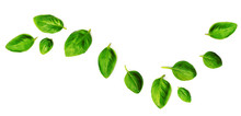 Flying Fresh Basil Herb Leaves Isolated On White Background. Top View. Flat Lay.