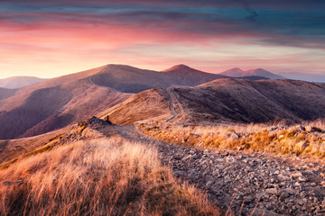 yellow grass trembling in the wind in autumn mountains at sunrise. carpathian mountains, ukraine. la