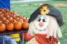 Scarecrow And Pumpkins