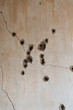 A vertical photo of many bullet holes in a plaster wall. Dirty, cracked interior wall shot repeatedly. Concepts of gun violence, safety and crime 
