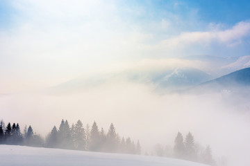 blizzard in mountains. magic scenery with clouds and mist on a sunny winter day. trees in fog on a snow covered meadow. borzhava ridge in the distance. cold weather forecast concept