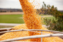 Closeup Of Field Corn Kernels Pouring Into A Semi Trailer