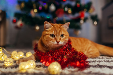 Wall Mural - Ginger cat playing with garland under Christmas tree. Christmas and New year concept