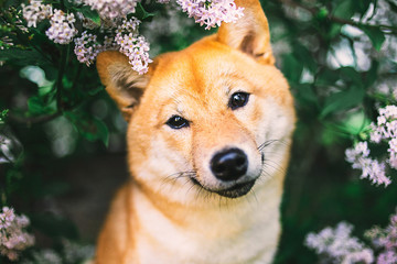 Close up portrait of adorable Shiba Inu near blooming bush