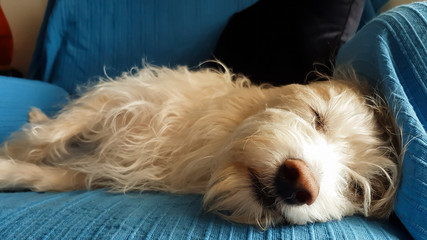 Wall Mural - White dog sleeping on the couch