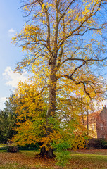 Canvas Print - Autumn in British park - Osterley, Isleworth, London, United Kingdom