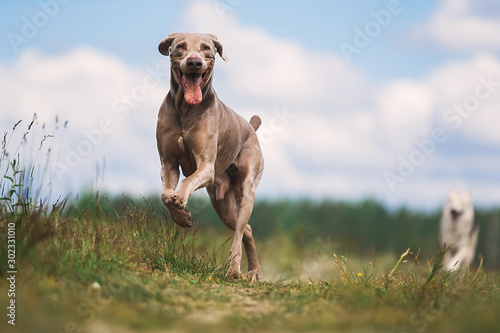 Plakaty Psy  szczesliwy-pies-weimarski-bawiacy-sie-w-letnim-polu
