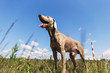 Gorgeous Hungarian Vizsla hound standing on meadow