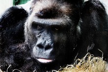 Closeup Shot Of A Huge Gorilla With An Angry Facial Expression