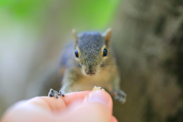 Funny chipmunk eating from hand