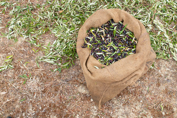 Sackcloth bag full on fresh olives. Olives harvesting in Crete, Greece.  Harvest of fresh olives from the tree for the production of extra virgin olive oil.