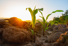Maize Seedling In The Agricultural Garden With The Sunset, Growing Young Green Corn Seedling