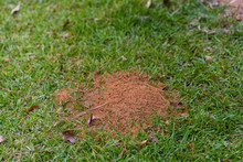 Fire Ant Mound In Green Grass, With Copy Space