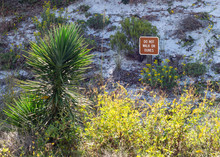 Do Not Walk On Dunes Landscape