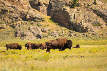 Bison, American bison, buffalo in Yellowstone