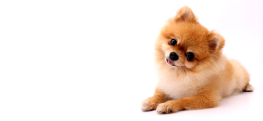 cute pomeranian dog on white background in studio with copy space.