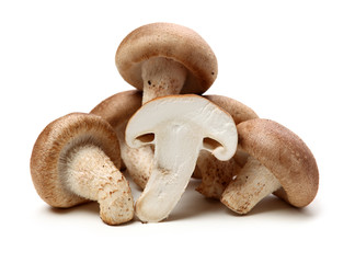 Wall Mural - Shiitake mushroom on the White background 