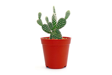 Wall Mural - Cactus in pot isolated on white background. Potted ornamental plants for absorb electromagnetic (EMF) radiation from computer in office, easy care potted plants. 