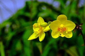 Beautiful blooming yellow ground orchid flowers (Spathoglottis plicata Blume,Spathoglottis Kimballiana) with blurred green leaves background.