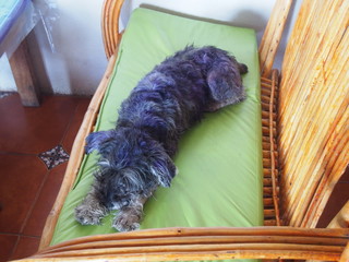 A dog relaxing on the couch, San Pedro La Laguna, Guatemala