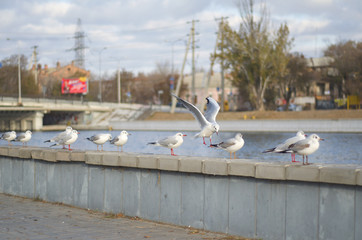 Flying seagulls over the city promenade in the autumn morning 1.