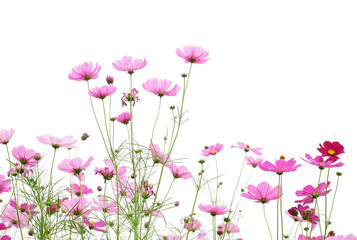 Wall Mural - beautiful pink cosmos flower blooming in the field.
