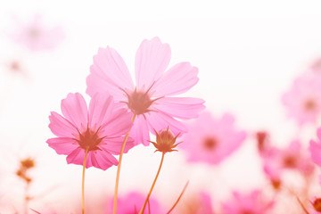Wall Mural - beautiful pink cosmos flower blooming in the field.