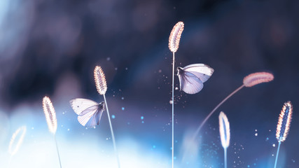 Two white fragile butterflies on a grass in a garden. Summer natural creative image.