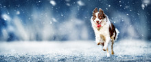 Young Border Collie Dog Is Happy From Snow And Jumping On Winter Meadow. Dogs Wide Banner Or Panorama.