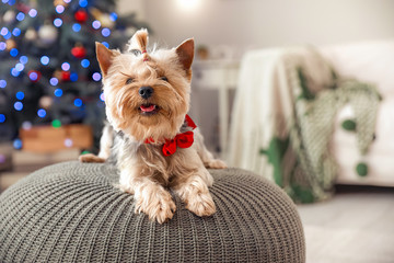 Cute dog in room decorated for Christmas