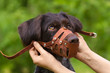 the owner puts a muzzle on a naughty dog