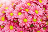 Pink and yellow daisies flower bunch. Bouquets of blossom rainbow Chrysanthemum floral. Violet colored daisy flowers with sun light in background.